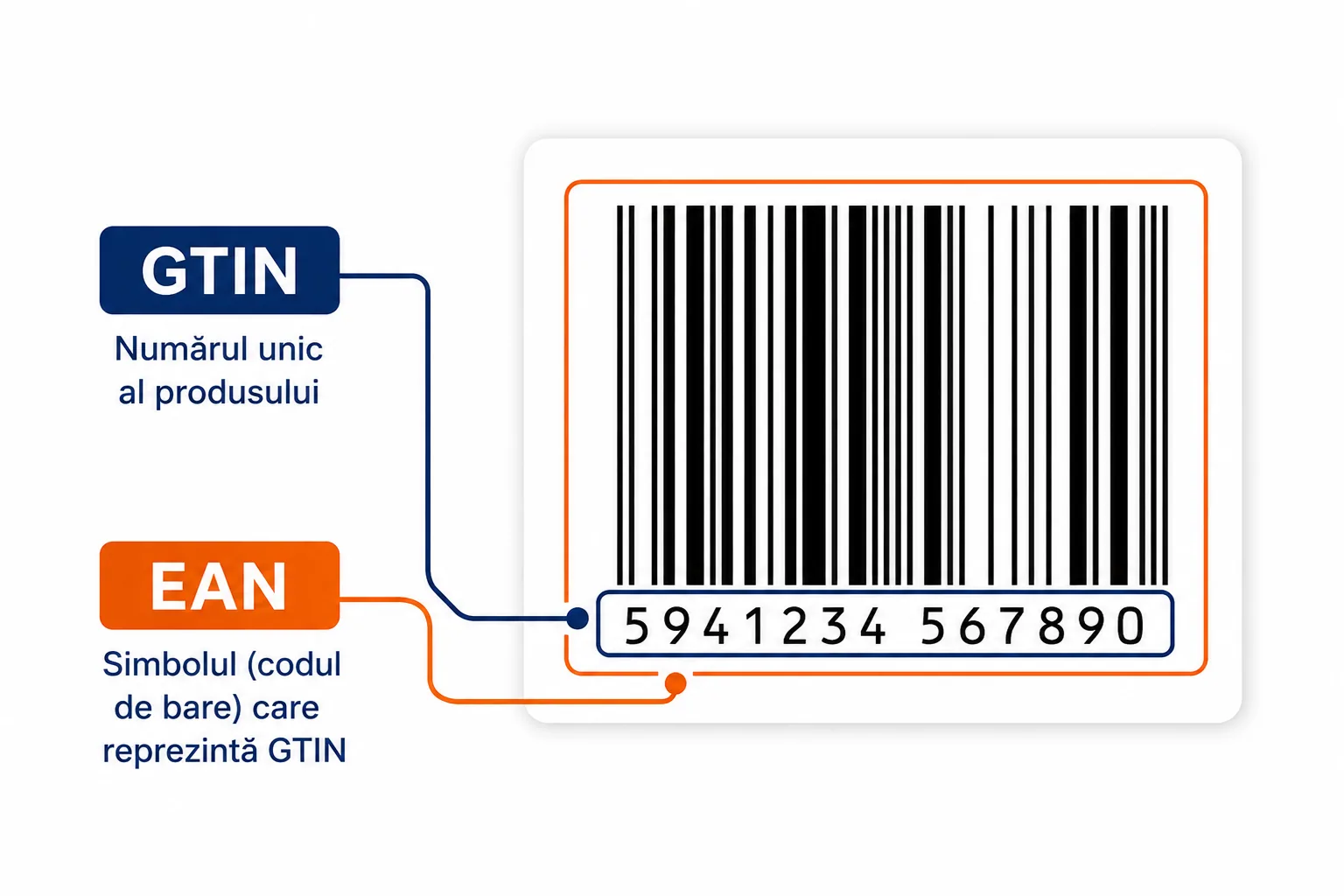 Diagramă GTIN și EAN: numărul identifică produsul, codul de bare permite scanarea